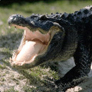 ALLIGATOR